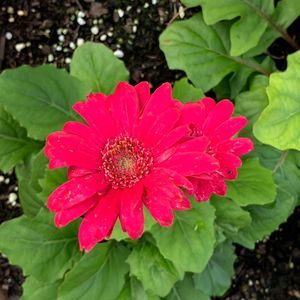 Meet your Posher, Janice